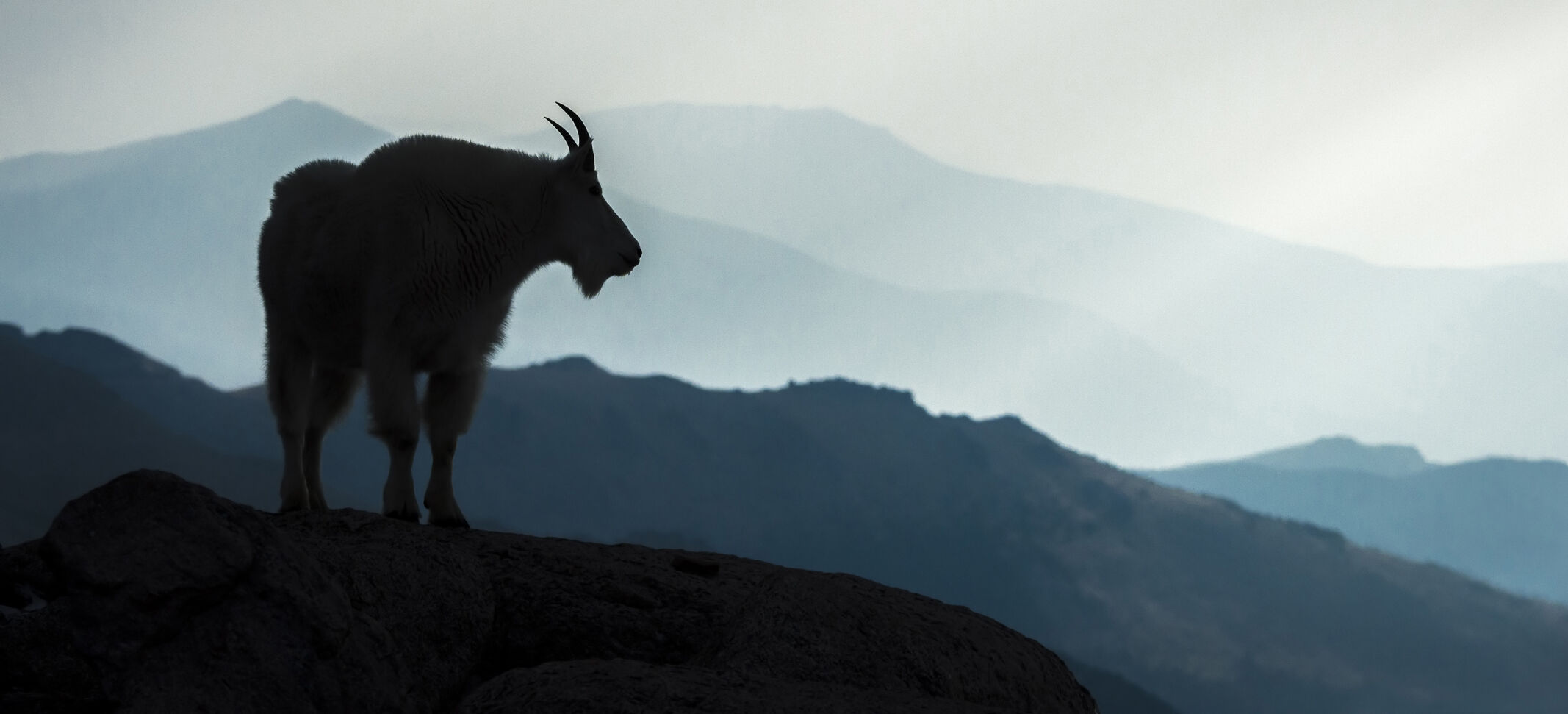 Mountain Goat Mt Evans